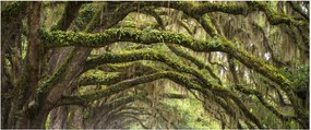 Tablou - Oaks Avenue, Charleston, Carolina de Sud, SUA (120x50 cm)