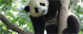 Tablou - Panda in copac (120x50 cm)
