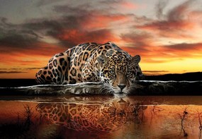 Fototapet - Jaguar (152,5x104 cm), în 8 de alte dimensiuni noi