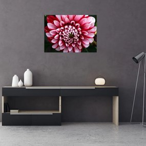 Tablou pe sticlă cu dalie roz (70x50 cm)