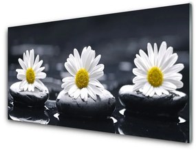 Tablou pe sticla Daisy pietre Floral Galben Alb Negru
