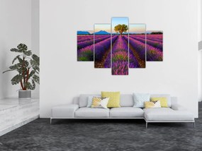 Tablou - Câmp de lavandă (150x105 cm)