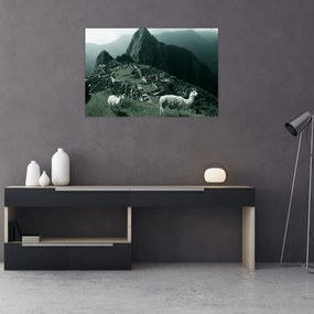 Tablou - Lamas la Machu Picchu în Peru (90x60 cm)