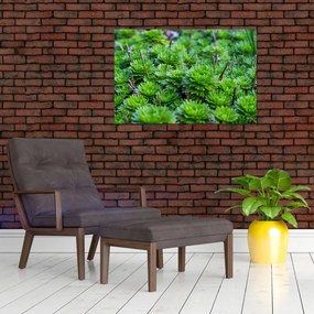Tablou - Aloe (90x60 cm)