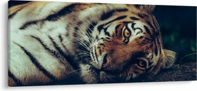 Tablou - Tigrul Siberian (120x50 cm)