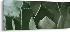Tablou - Agave verde (120x50 cm)