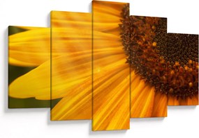 Tablou - Floarea-soarelui (150x105 cm)
