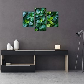 Tablou - Plante verzi (90x60 cm)