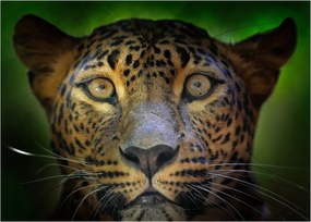Tablou - Portretul leoparduslui, Sri Lanka (70x50 cm)