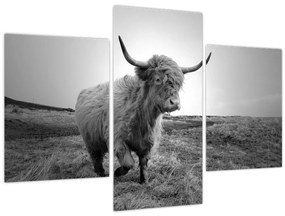 Tablou - Vacă scoțiană,alb-negru (90x60 cm)