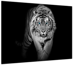Tablou - Tigru cu ochi albaștri (70x50 cm)
