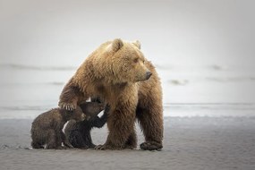 Fotografie Family Time, Renee Doyle