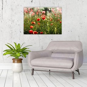 Tablou pe sticlă cu maci (70x50 cm)
