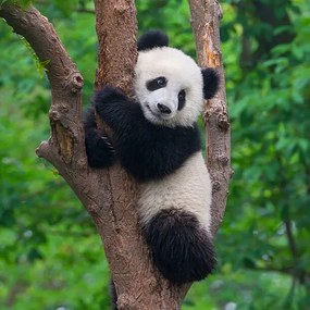 Fotografie Cute panda bear climbing in tree, Hung_Chung_Chih