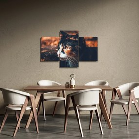 Tablou - Privirea pisicii (90x60 cm)