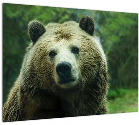 Tablou cu ursul (70x50 cm), în 40 de alte dimensiuni noi