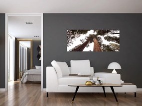 Tablou - Privire prin vârfurile copacilor (120x50 cm)