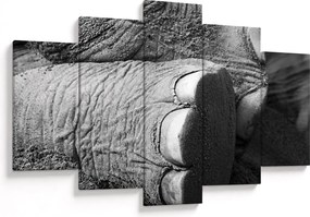 Tablou - Picior de elefant (150x105 cm)