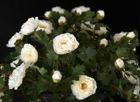 Aranjament floral elegant din bujori albi, BOWL ETERNITY PEONY 1141338.95