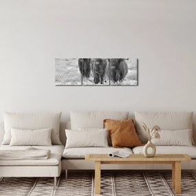 Tablou - Vaci scoțiene,alb-negru (cu ceas) (90x30 cm)