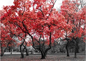 Tablou - Copacii roșii, Central Park, New York (70x50 cm)