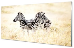 Tablouri acrilice caseta de zebră