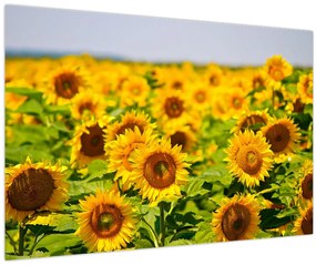 Tablou - Floarea-soarelui (90x60 cm)