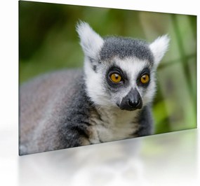 Tablou pe sticlă cu lemur (70x50 cm)