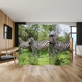 Paravan - Zebre (210x170 cm)