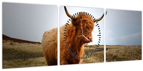 Tablou - Vaci scoțiene (cu ceas) (90x30 cm)