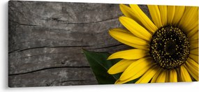 Tablou - Floare de floarea soarelui (120x50 cm)