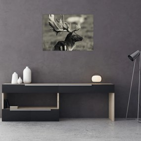 Tablou pe sticlă - Cerb (70x50 cm)