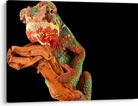 Tablou cu cameleon pe creangă (70x50 cm)