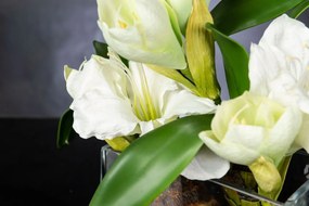 Aranjament floral mediu design LUX SQUARE AMARYLLIS BULB