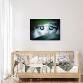 Tablou pe sticlă cu pisica (70x50 cm)