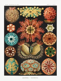 Artă imprimată Ascidiae–Seescheiden (Marine Life / Academia) - Ernst Haeckel, (30 x 40 cm)