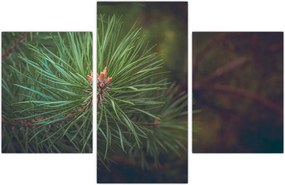 Tablou - Pin (90x60 cm)