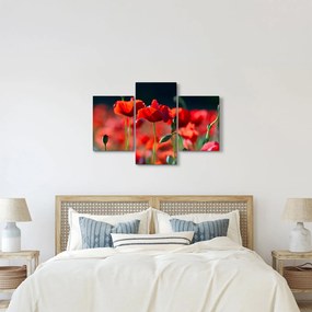Tablou - flori de maci (90x60 cm)