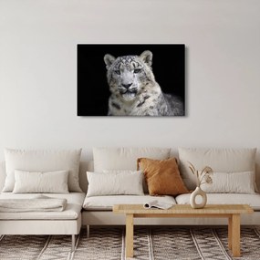 Tablou - Snow Leopard (90x60 cm)