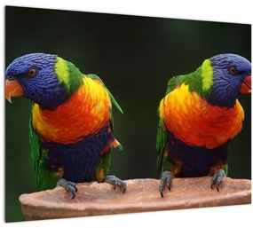Tablou cu papagali (70x50 cm), în 40 de alte dimensiuni noi