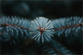 Tablou -Crenguțe ale unui conifer (90x60 cm)