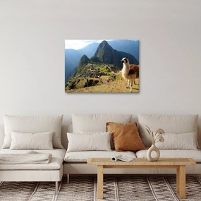 Tablou - Lama și Machu Picchu (70x50 cm)