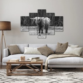 Tablou - Vacă scoțiană 3,alb-negru (150x105 cm)
