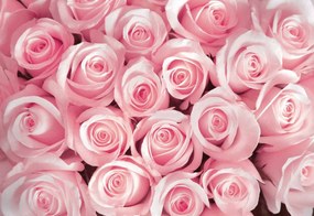Fototapet - Trandafirii roz (152,5x104 cm), în 8 de alte dimensiuni noi