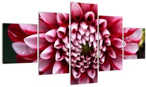 Tablou cu dalie roz (125x70 cm), în 40 de alte dimensiuni noi