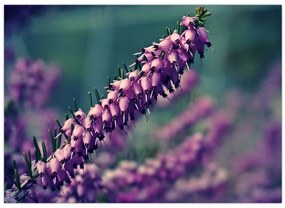 Tablou cu lavanda (70x50 cm)