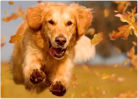 Tablou - Golden Retriever (70x50 cm)