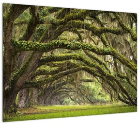 Tablou - Oaks Avenue, Charleston, Carolina de Sud, SUA (70x50 cm)