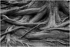 Tablou - Rădăcinile copacului (90x60 cm)