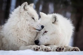 Fotografie Wolf Love, Rick Mousseau Photography